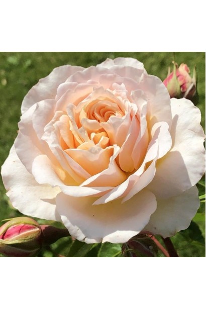 Персиково-рожева квітка троянди Ginger Sylabub